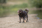 shorthaired Chihuahua