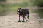 shorthaired Chihuahua
