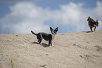 shorthaired Chihuahuas