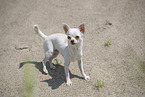 shorthaired Chihuahua