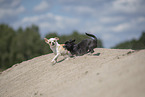 shorthaired Chihuahuas