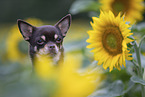 shorthaired Chihuahua