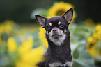 shorthaired Chihuahua