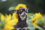 shorthaired Chihuahua