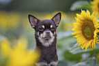 shorthaired Chihuahua