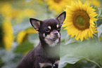 shorthaired Chihuahua