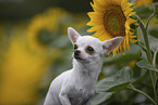 shorthaired Chihuahua