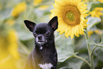 shorthaired Chihuahua