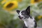 shorthaired Chihuahua