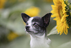 shorthaired Chihuahua