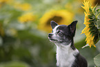 shorthaired Chihuahua