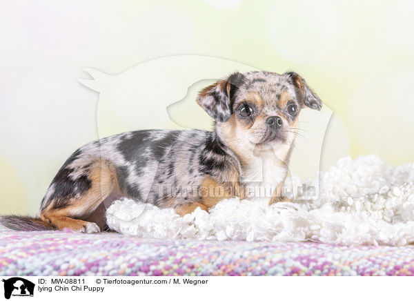 lying Chin Chi Puppy / MW-08811