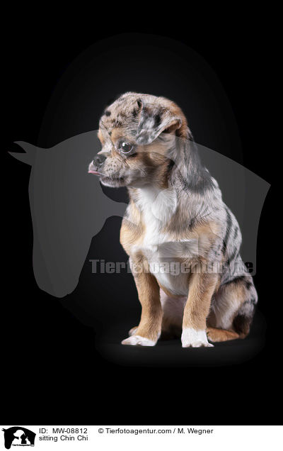 sitzender Chin Chi / sitting Chin Chi / MW-08812