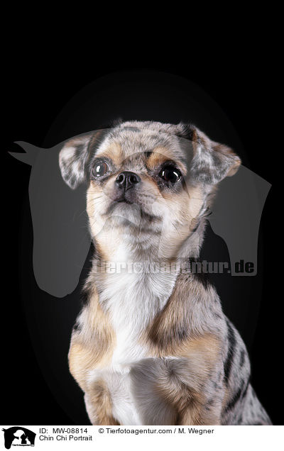 Chin Chi Portrait / MW-08814