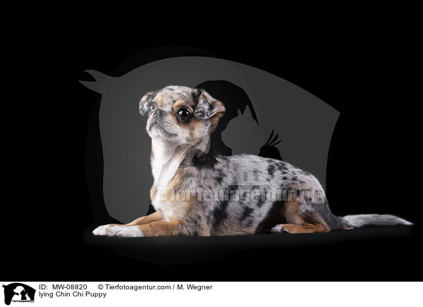 lying Chin Chi Puppy / MW-08820