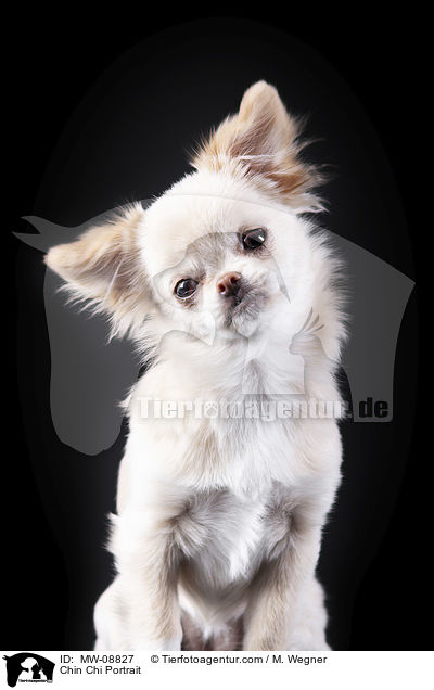 Chin Chi Portrait / MW-08827