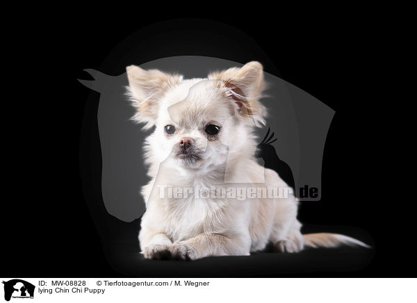 liegender Chin Chi Welpe / lying Chin Chi Puppy / MW-08828