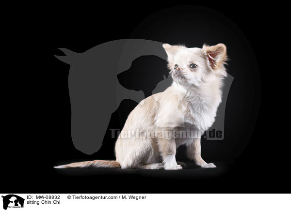 sitzender Chin Chi / sitting Chin Chi / MW-08832