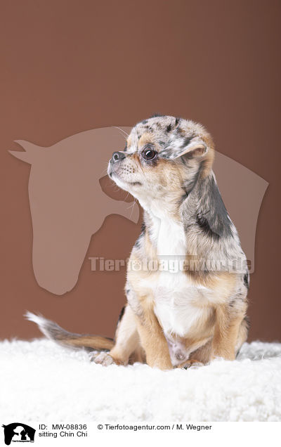 sitzender Chin Chi / sitting Chin Chi / MW-08836