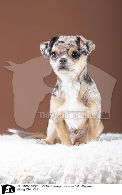 sitting Chin Chi / MW-08837