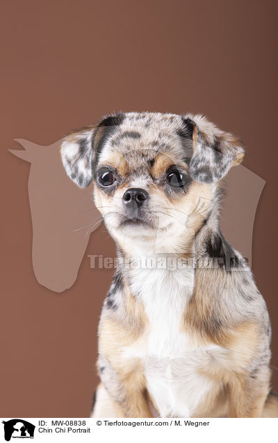 Chin Chi Portrait / Chin Chi Portrait / MW-08838