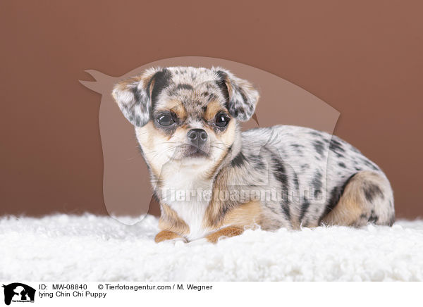 lying Chin Chi Puppy / MW-08840