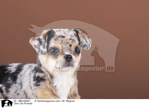 Chin Chi Portrait / Chin Chi Portrait / MW-08841