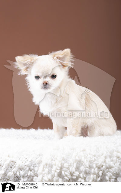 sitting Chin Chi / MW-08845