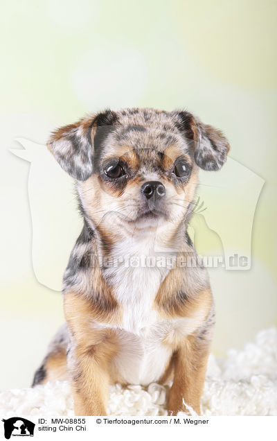 sitting Chin Chi / MW-08855