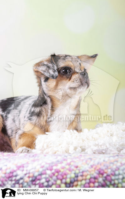 liegender Chin Chi Welpe / lying Chin Chi Puppy / MW-08857