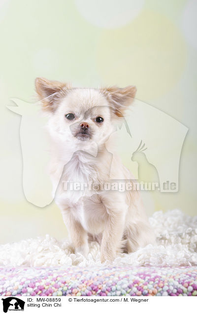 sitzender Chin Chi / sitting Chin Chi / MW-08859
