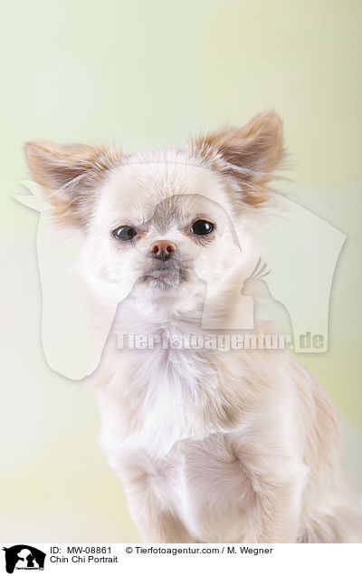 Chin Chi Portrait / Chin Chi Portrait / MW-08861