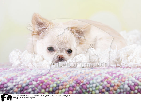 lying Chin Chi Puppy / MW-08863