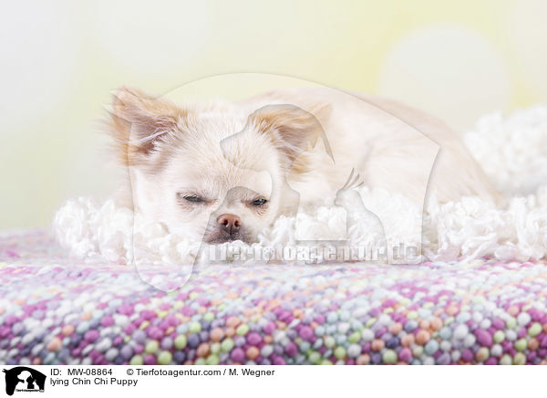 liegender Chin Chi Welpe / lying Chin Chi Puppy / MW-08864