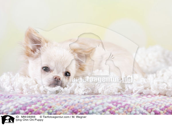 liegender Chin Chi Welpe / lying Chin Chi Puppy / MW-08866