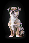sitting Chin Chi