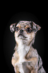 Chin Chi Portrait