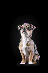 sitting Chin Chi