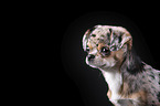 Chin Chi Portrait