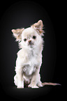 sitting Chin Chi
