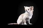 sitting Chin Chi