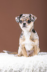 sitting Chin Chi