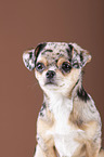 Chin Chi Portrait