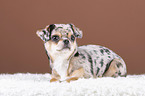 lying Chin Chi Puppy