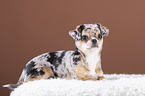 lying Chin Chi Puppy