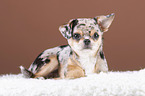 lying Chin Chi Puppy