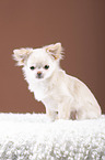 sitting Chin Chi