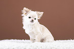 sitting Chin Chi