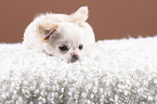 lying Chin Chi Puppy