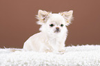 lying Chin Chi Puppy